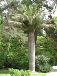 Jubaea chilensis / Юбея чилийская, Слоновая пальма