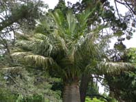 Jubaea chilensis / Юбея чилийская, Слоновая пальма