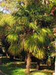 Trachycarpus fortunei / Трахикарпус Форчуна
