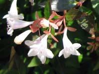 Abelia grandiflora / Абелия крупноцветковая