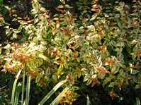 Abelia variegata / Абелия пестрая