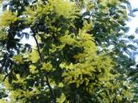 Акация серебристая ( Мимоза желтая ) Acacia dealbata