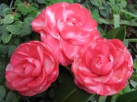 Camellia japonica / Камелия японская cv.1 ( красная )