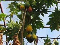 Carica papaya Папайа