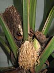 Carludovica palmata / Карлюдовика пальмовидная