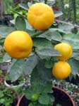 Citrofortunella microcarpa ( Citrus reticulata X Fortunella margarita ) / Каламондин, Цитрофортунелла