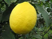 Citrus Limon Mejer / Лимон Мейера
