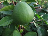 Citrus bergamia ( Citrus aurantium var. bergamia ) / Бергамот