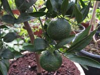 Citrus sinensis / Апельсиновое дерево