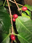 Coffea arabica / Кофейное дерево, кофе арабский