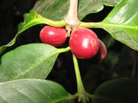 Coffea arabica / Кофейное дерево, кофе арабский