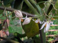 Cyphomandra betacea / Цифомандра свекольная ( Тамарилло,Томатное дерево )