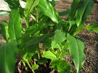 Elettaria cardamomum / Элетария кардамон