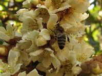 Eriobotrya japonica / Мушмула японская, эриоботрия японская