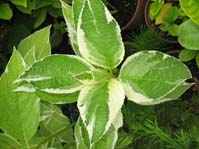 Hydrangea ssp. cv. Variegata 2 / Гортензия, гидрангея cv. 2