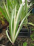 Iris variegata / Ирис пестрый