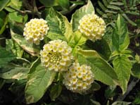 Lantana camara cv.  / Лантана пестрая, цветок бело-желтый