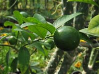 Limonella (Eustis Limequat) / Лимонелла