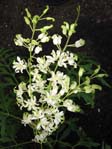 Lomatia ilicifolia / Ломатия падуболистная