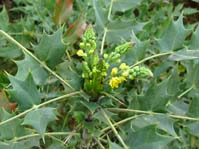 Mahonia aquifolia / Магония падуболистная