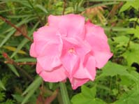Nerium oleander / Олеандр обыкновенный розовый махровый