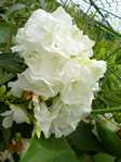 Nerium oleander / Олеандр обыкновенный белый