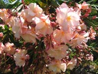 Nerium oleander / Олеандр обыкновенный персикоый махровый
