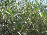 Olea europaea / Маслина европийская ( Оливковое дерево )