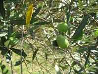 Olea europaea / Маслина европийская ( Оливковое дерево )