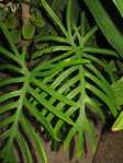Philodendron elegans Филодендрон изящный  (элегантный)