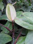 Philodendron erubescens / Филодендрон красноватый