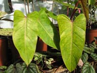 Philodendron hastatum Филодендрон копьевидный