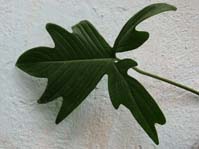 Philodendron pedatum / Филодендрон стоповидный ( дольчатый )