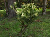 Podocarpus ssp. f. variegata / Подокарп ф. пестрый, Ногоплодник ф. пестрый