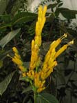 Sanchezia nobilis / Санхезия ( санчесия ) благородная