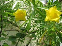 Thevetia neriifolia / Теветия олеандролистная, Желтый олеандр