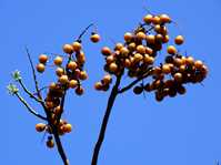 Sapindus Mukorossi / Сапиндус Мукоросси, Мыльные орехи, Мыльное дерево
