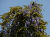 Wisteria floribunda / Глициния, Вистерия обильноцветущая