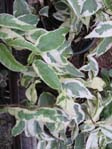 Ficus radicans f. variegata / Фикус укореняющийся f. variegata