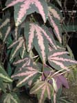 Passiflora tricolor / Пассифлора трехцветная