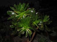 Aeonium arboreum ssp. atropurpureum