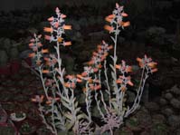 Echeveria cornicolor f. variegata
