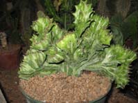 Euphorbia lactea f. variegata f. cristata