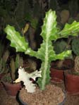 Euphorbia lactea f. variegata