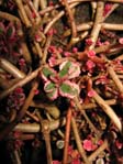 Sedum spurium cv. tricolor