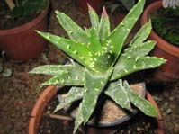 Aloe ssp.