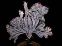 Euphorbia lactea f. variegata f. cristata